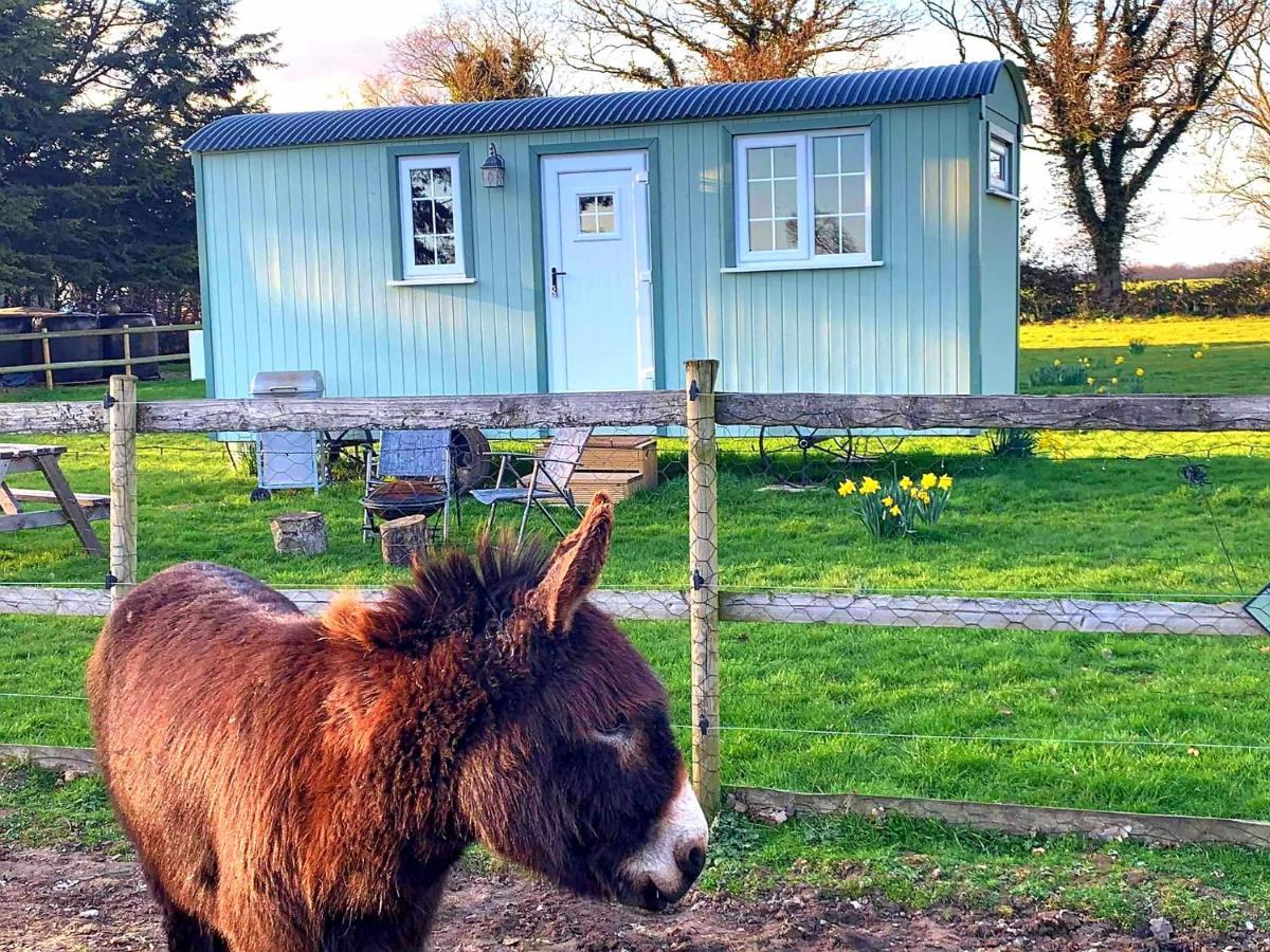 Starry Meadow & Rescued Animal Experiences Great Yarmouth Exterior foto