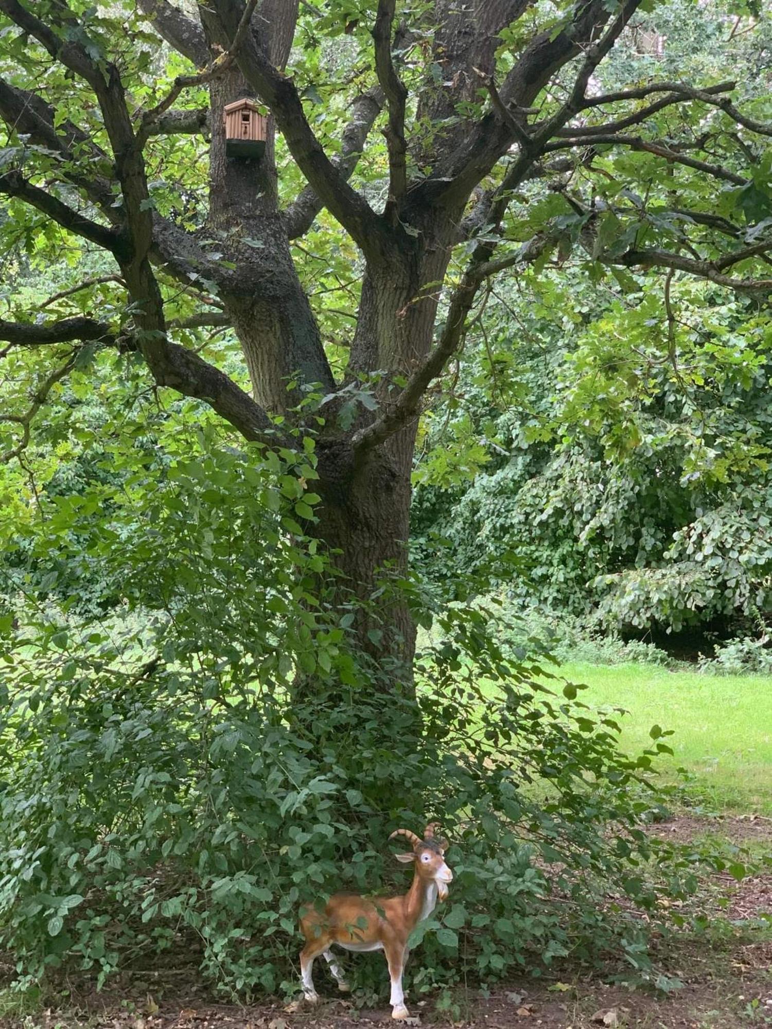 Starry Meadow & Rescued Animal Experiences Great Yarmouth Quarto foto
